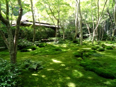 Giō-ji - Kyoto - DSC06266