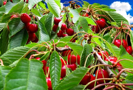 Fruit red bing photo