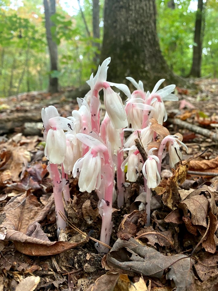 Ghost Pipes Raleigh NC photo