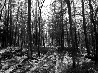 Shadows winter bare