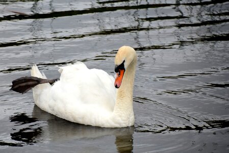 White nature lake