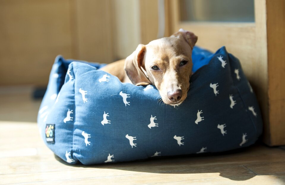 Portrait domestic pet