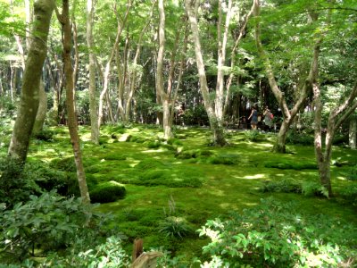 Giō-ji - Kyoto - DSC06263