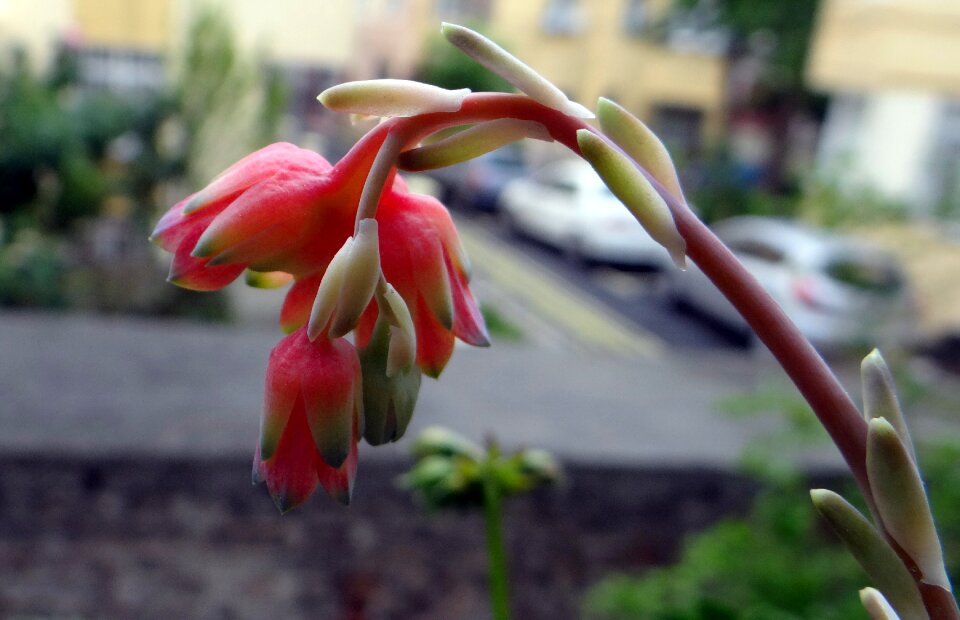 Cactus macro flower