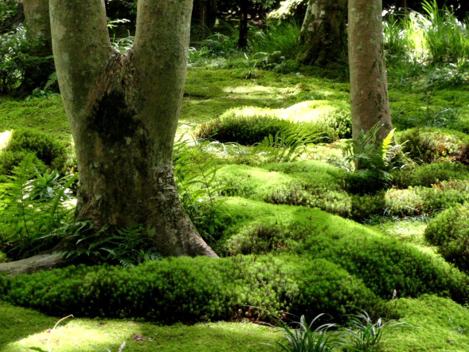 Giō-ji - Kyoto - DSC06275