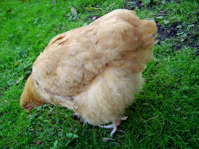 GingerOrpington