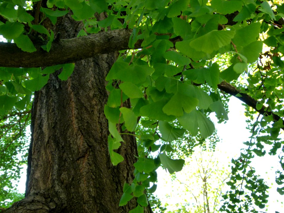 Gingko Biloba mâle