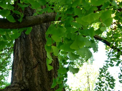 Gingko Biloba mâle