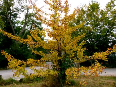 Gingko biloba au Jardin Agronomique Tropical - 03