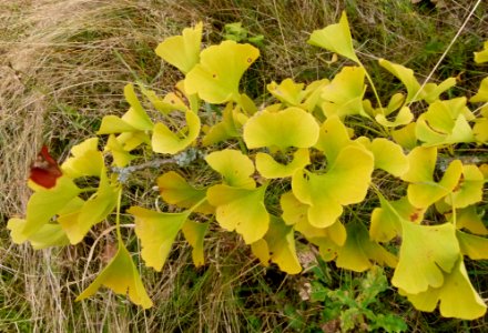 Gingko biloba au Jardin Agronomique Tropical - feuilles 9