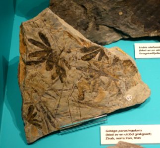 Ginkgo parasingularis - Swedish Museum of Natural History - Stockholm, Sweden - DSC00681