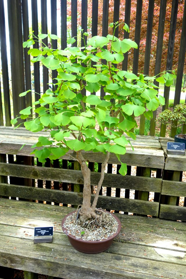 Ginkgo bonsai - Dawes Arboretum - DSC02983