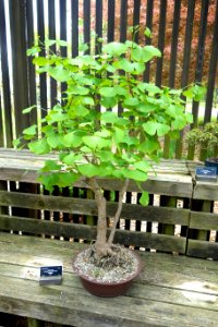 Ginkgo bonsai - Dawes Arboretum - DSC02983