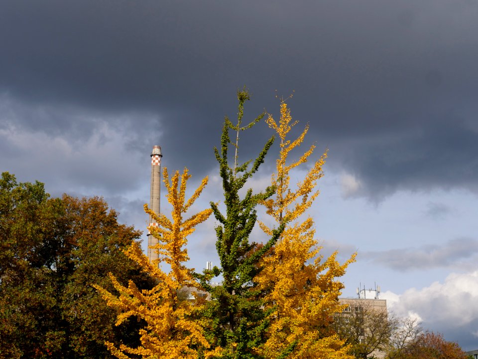 Ginkgo biloba in the Invalidenpark 2019-10-25 04