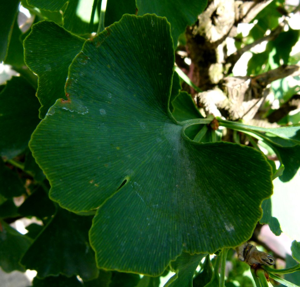 Ginkgo biloba leaves serres du Jardin du Luxembourg 1