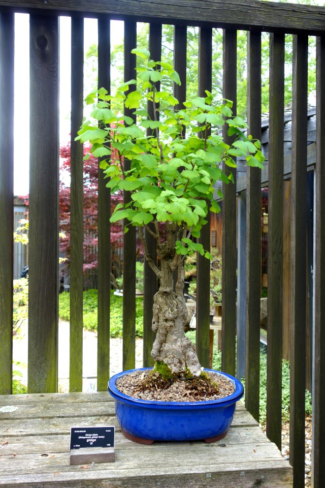 Ginkgo bonsai - Dawes Arboretum - DSC02989
