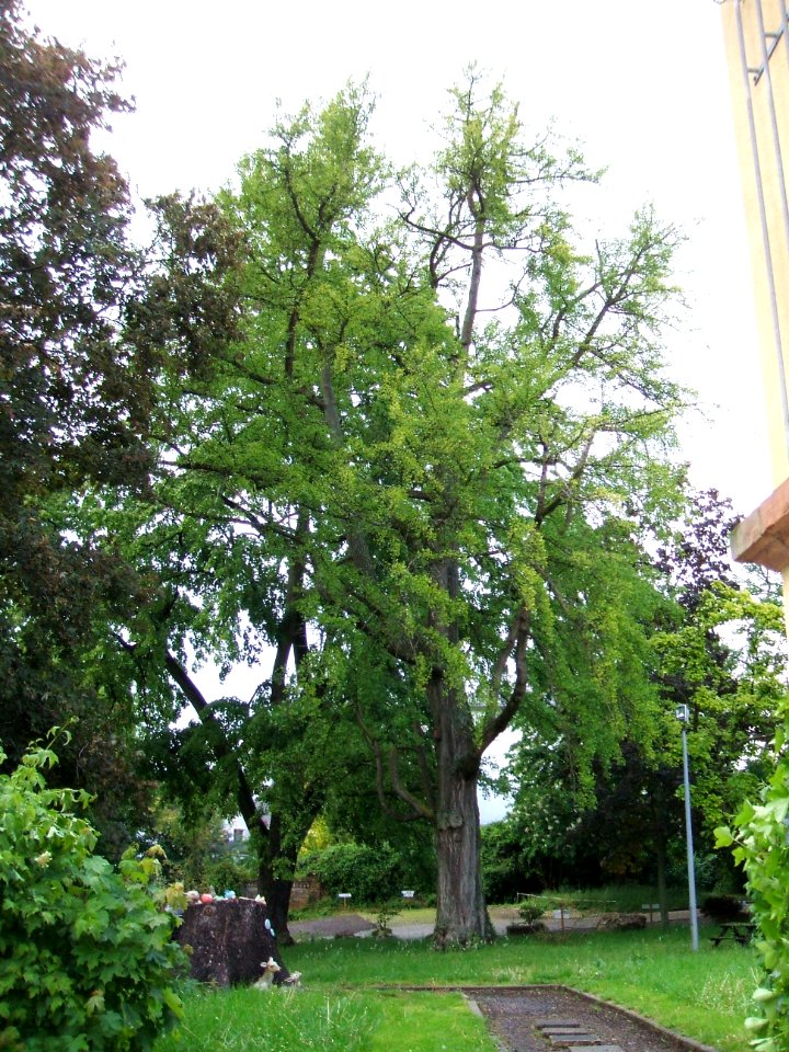 Ginkgo Trapp