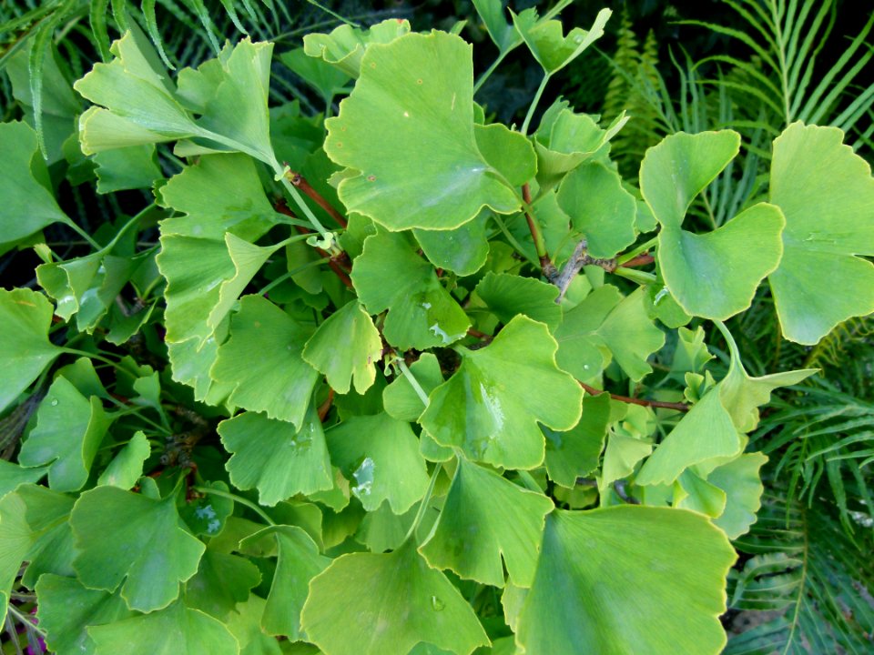 Gingko biloba leaves