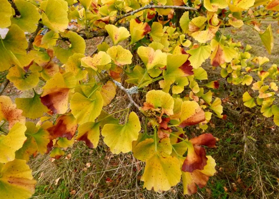 Gingko biloba au Jardin Agronomique Tropical - feuilles 7