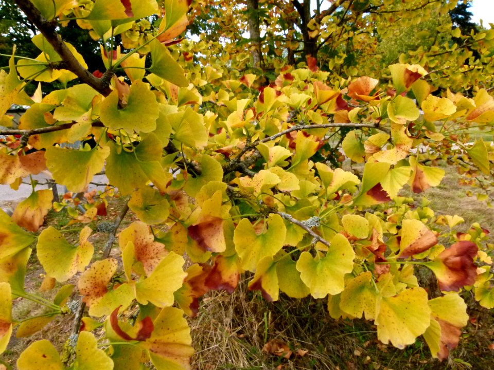 Gingko biloba au Jardin Agronomique Tropical - feuilles