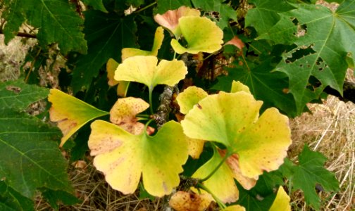 Gingko biloba au Jardin Agronomique Tropical - feuilles 3