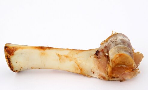 Bone canine chew