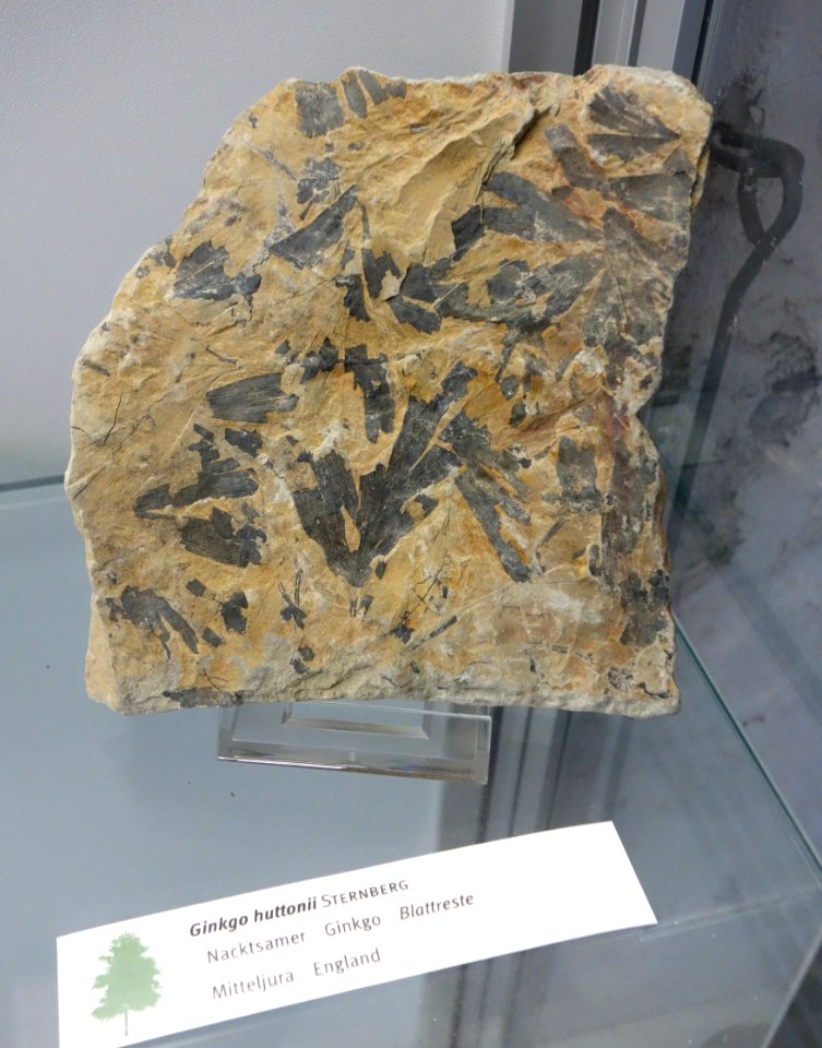 Ginkgo huttonii fossil - Botanischer Garten, Dresden, Germany - DSC08507