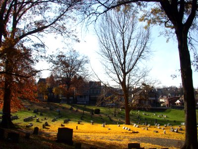 Ginkgo biloba leaf drop, Union Dale Cemetery, Pittsburgh