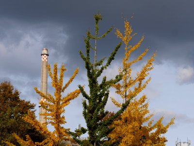 Ginkgo biloba in the Invalidenpark 2019-10-25 08
