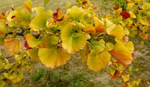 Gingko biloba au Jardin Agronomique Tropical - feuilles 8