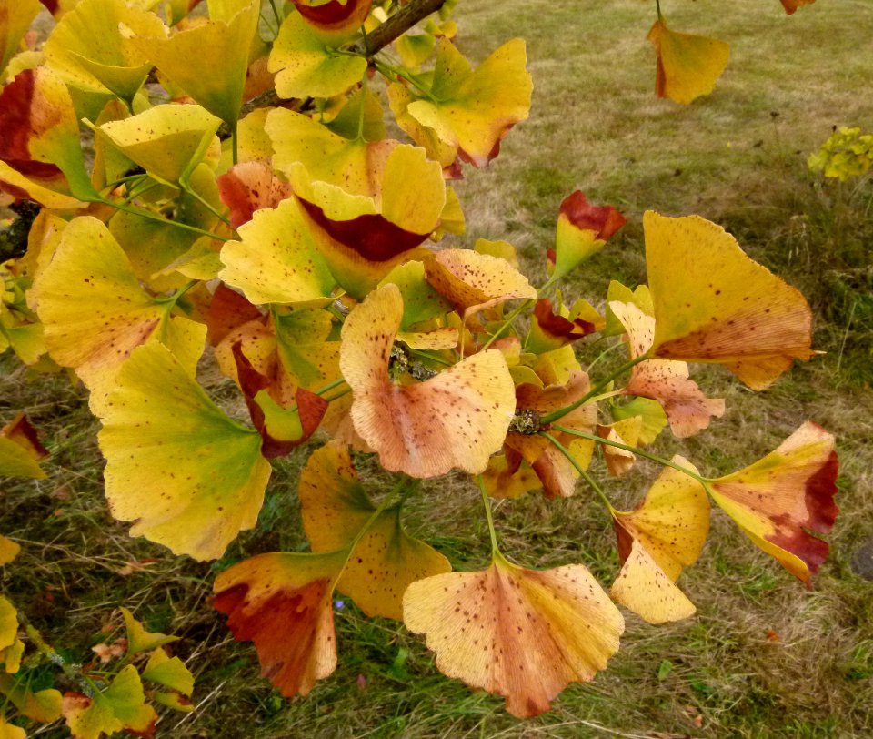 Gingko biloba au Jardin Agronomique Tropical - feuilles 2