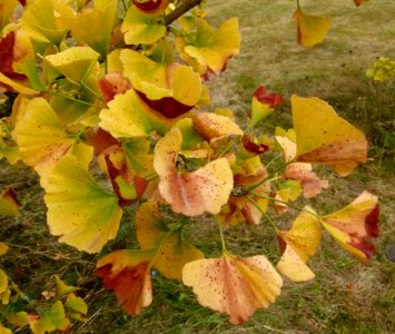 Gingko biloba au Jardin Agronomique Tropical - feuilles 2