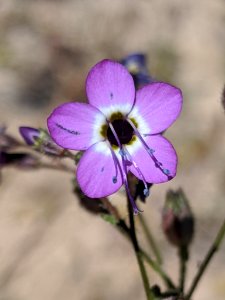 Gilia brecciarum neglecta 72250276