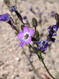 Gilia brecciarum neglecta 72250325