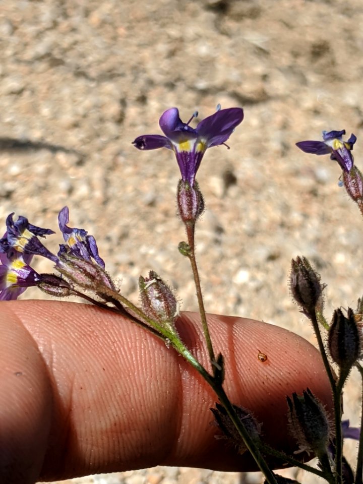 Gilia brecciarum neglecta 72250289