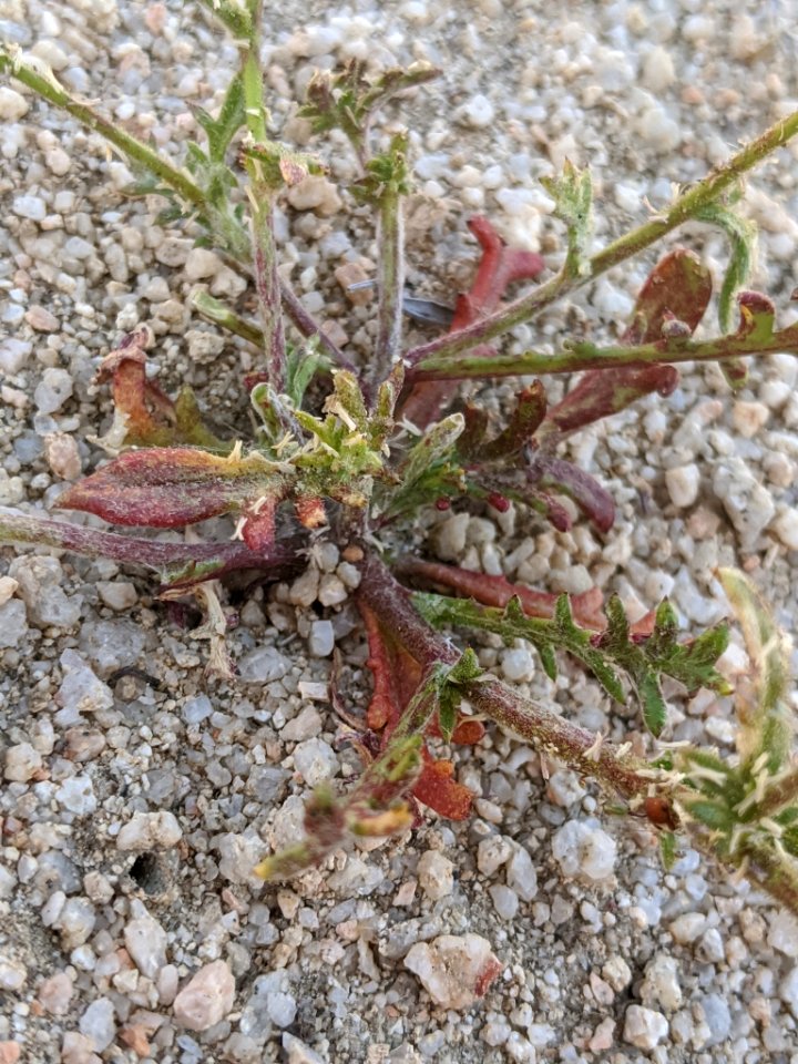 Gilia brecciarum neglecta 72250335