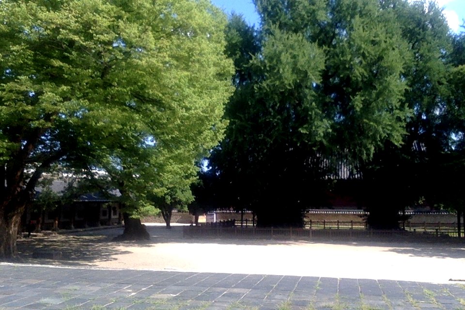 Ginkgos in Seonggyungwan