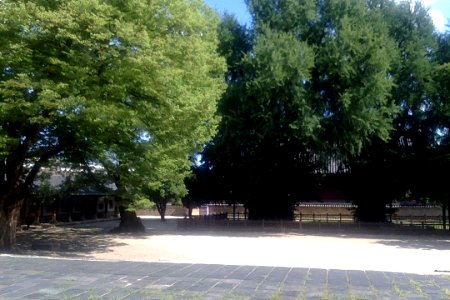 Ginkgos in Seonggyungwan