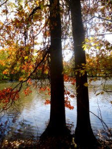 Gillette New Jersey two trees on a riverbank in autumn