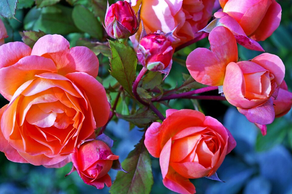 Shrub rose flowers nature