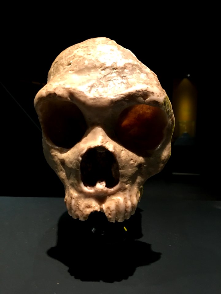 Gibraltar 1 skull cast
