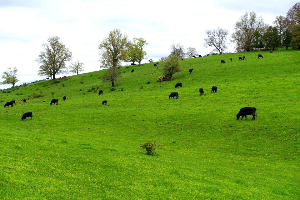 Gibbet Hill Farm - Groton, MA - DSC06499