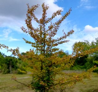 Gingko biloba au Jardin Agronomique Tropical