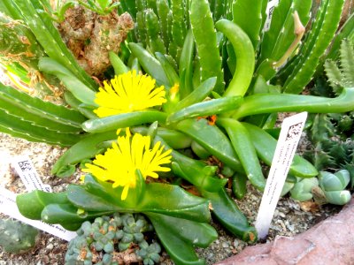 Gibbaeum petrense - Lyman Plant House, Smith College - DSC04315