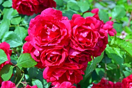 Beauty red rose nature photo