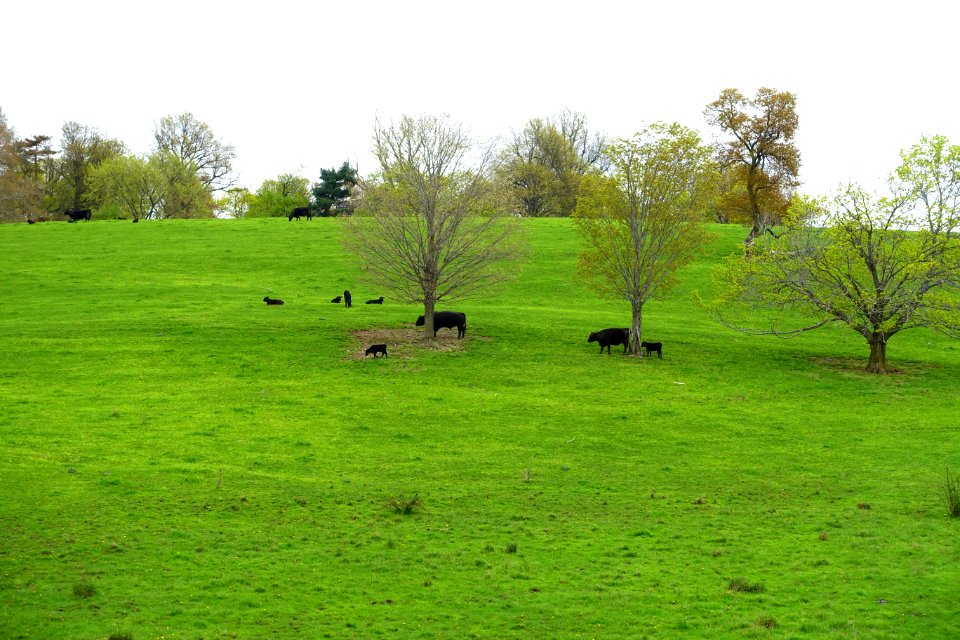 Gibbet Hill Farm - Groton, MA - DSC06496