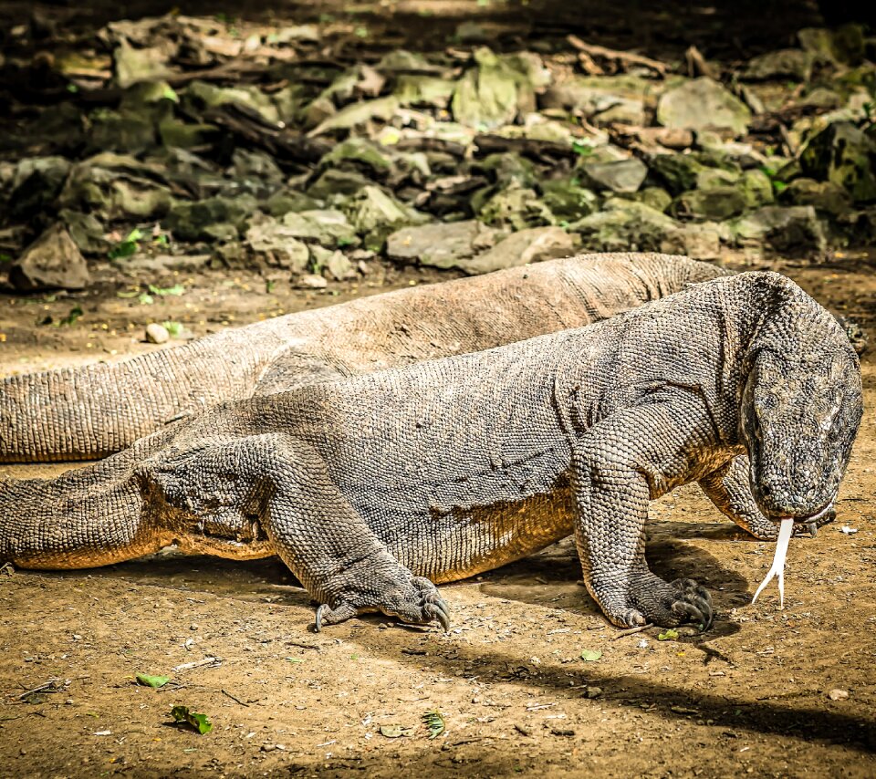 Animal dangerous komodo