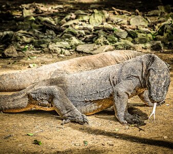 Animal dangerous komodo