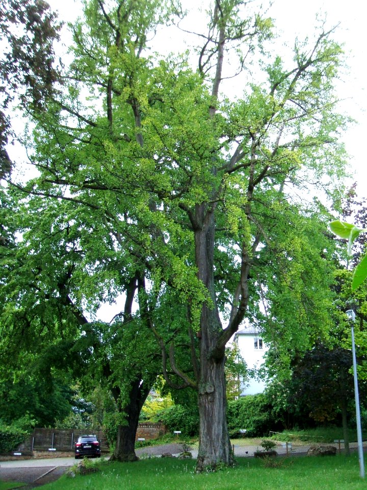 Ginkgo Trapp 1
