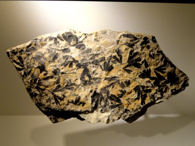 Ginkgo sp., Middle Jurassic, Scarborough, North Yorkshire, England - Houston Museum of Natural Science - DSC01774
